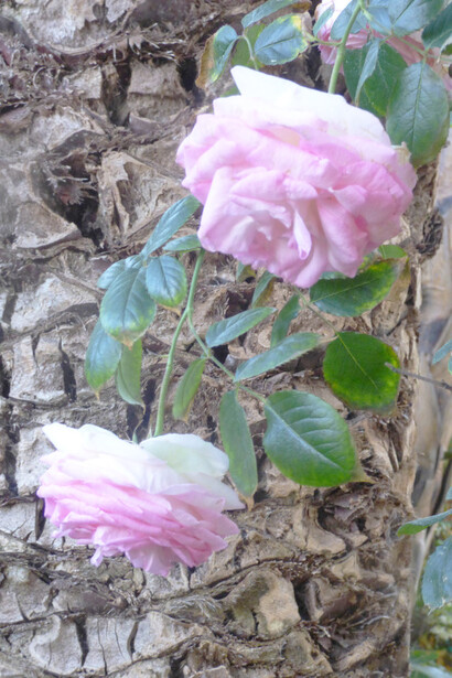 Rosa 'Pierre de Ronsard'