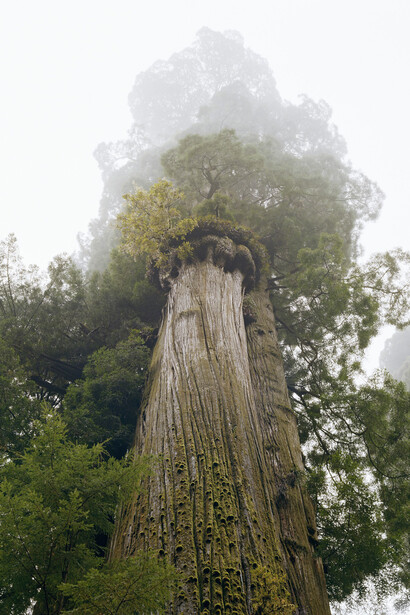 Mitch Epstein, Boy scout tree, Jedidiah Smith Redwoods State Park, California, 2022. Courtesy of Yancey Richardson Gallery
