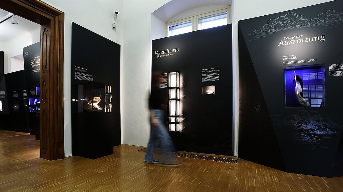 Fascinating treasures, exhibition view. Courtesy of the Natural History Museum