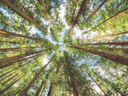 Shinrin-yoku, in italiano “bagno nella foresta
