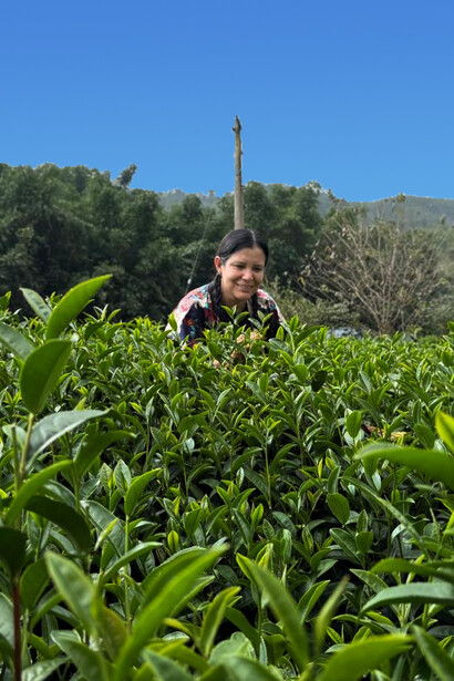 En sus viajes a Japón y Taiwán, Miriam Gómez se especializó en té verde japonés y en los oolongs taiwaneses, considerados los mejores del mundo