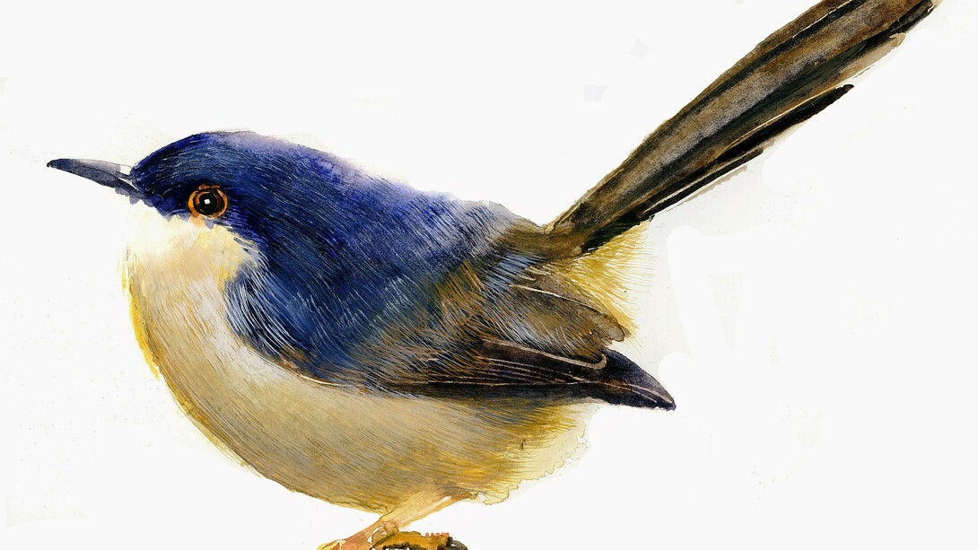 Giorgio Maria Griffa, Ashy Prinia (Prinia socialis), 38 x 56 cm