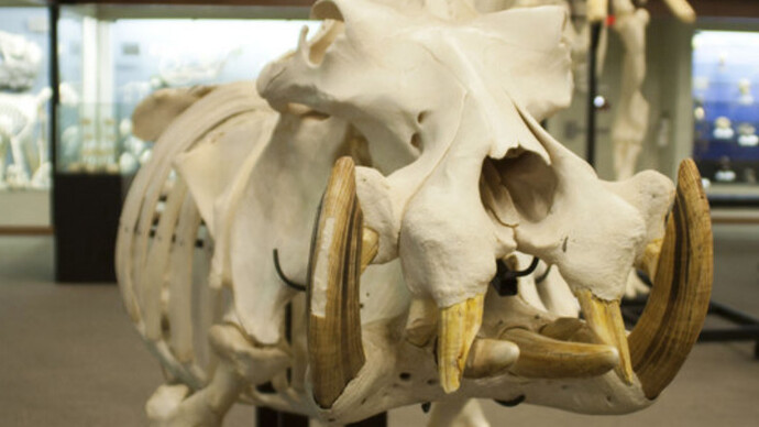 Museum Environment. Courtesy of Museum of Osteology