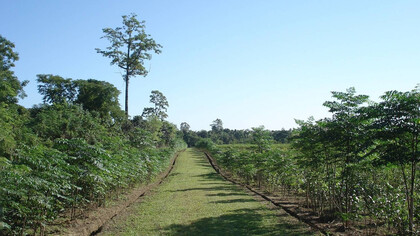 Mancotta Heritage Chang Bungalow, Dibrugarh, Tea plantation. Credit Purvi Discovery