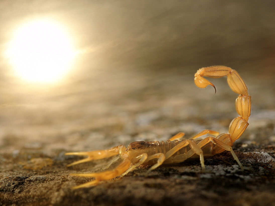 Carlos Perez Naval, Winner & overall young wildlife photographer of the year, "Stinger in the sun", Category: 10 Years and under, Spain
