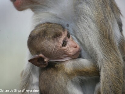Toque Monkey YE0M4854 2009 08 09 Dambulla  (c) Gehan de Silva Wijeyeratne