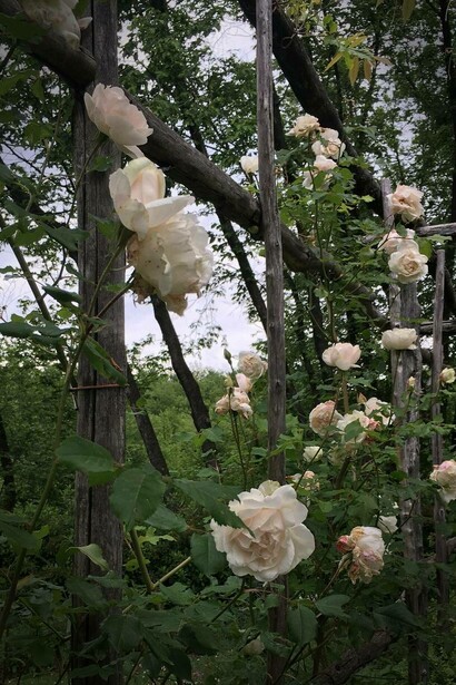Rose leggere sulla pergola dell'Orto, Giardino della Torre e delle piante tenaci, Vicenza, Italia