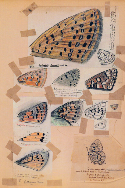 Esquemas alares de mariposas. Variaciones de color (Nabokov, década de 1940)