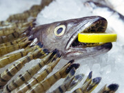 Sam Curtis, Launch event at Sluice Art Fair, Centre for Innovative and Radical Fishmongery, 2013, Image courtesy of the artist