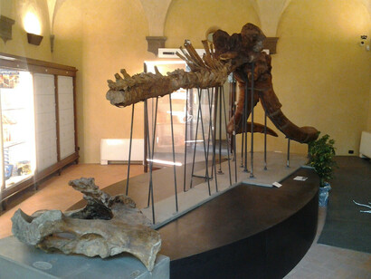 Museo Paleontologico di Montevarchi (AR)