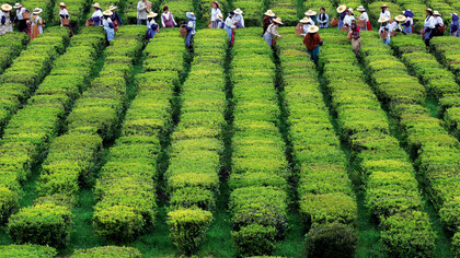 Plantação de chá nos Açores