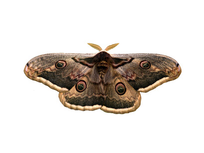 «Saturnia pyri», Polilla Emperador