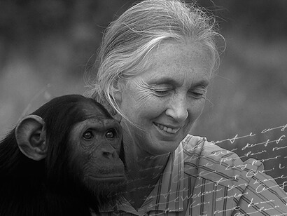 Jane Goodall e uno scimpanzè