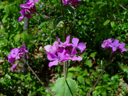Lunaria annua