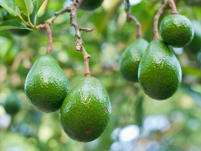 Avocado helps protect you from cancer