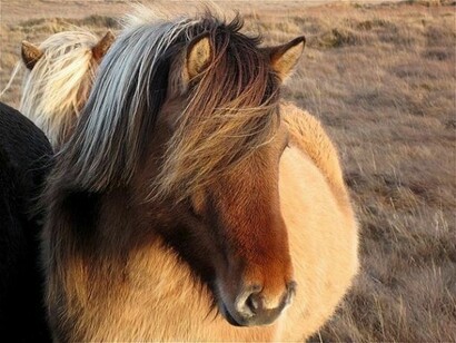 An icelandic horse