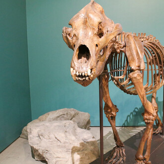 Age of Mammals: The Cenozoic Era. Courtesy of Carnegie Museum of Natural History