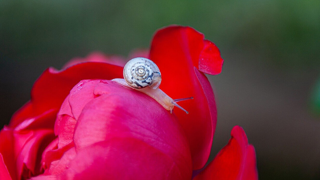 Lumaca sul fiore. Impara a prestare attenzione alle coincidenze e scopri come possono guidarti verso nuove opportunità