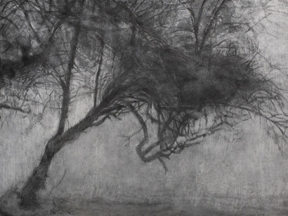 Bernadette Kiely, Riverbank Tree (Mist)