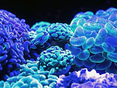 There is a small window of opportunity for saving the reefs