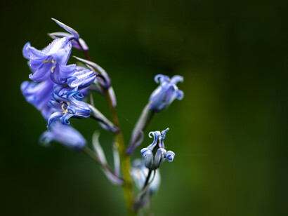 Spontaneous, ph. Michael Stillwater