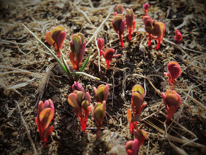 Portulaca oleracea in un frutteto
