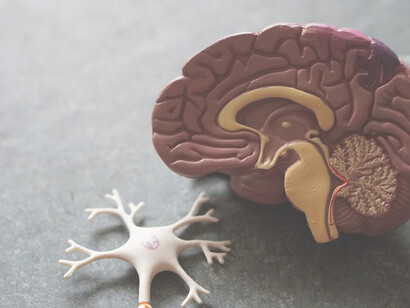 A toy model of the human brain