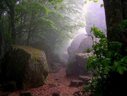 Mystical forest
