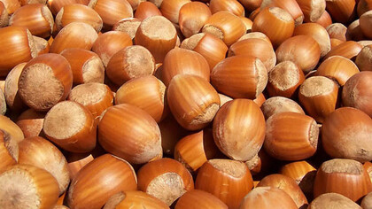 La celebre nocciola Tonda Gentile delle Langhe