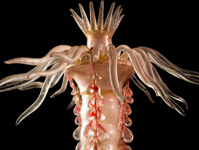 Sea Creatures in Glass. Courtesy of Harvard Museum of Natural History