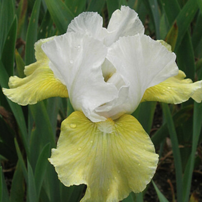 Iris Wiki. Hablaremos con la naturaleza en todas sus dimensiones y podremos ver más allá de las estrellas para contactar con nuestra verdadera esencia