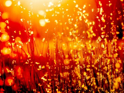 Despertar a la belleza del mundo