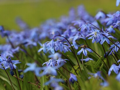 Fiori di Scilla (Scilla siberica)