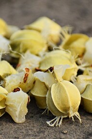 Amalaki, il frutto ayurvedico dalle mille virtù