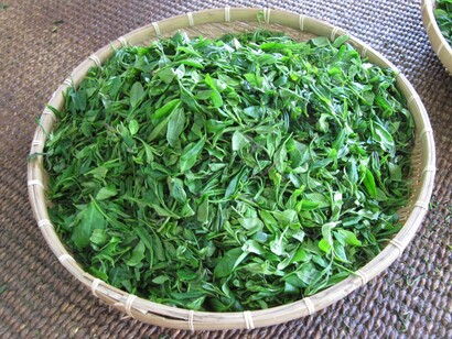 Foglie di tè Jukro messe a seccare