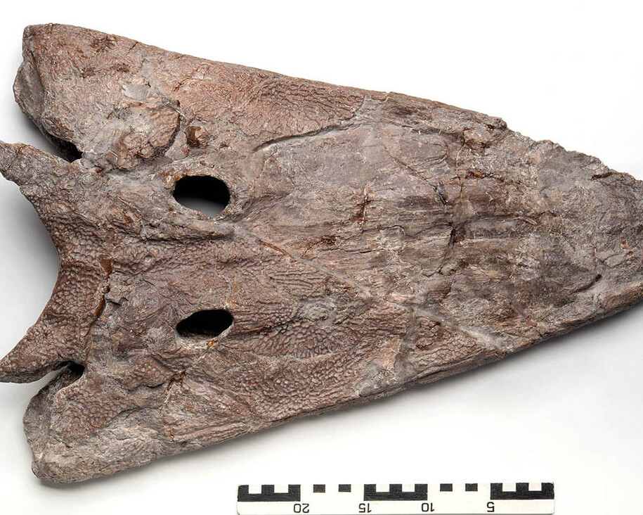 Fossile Fische und Amphibien. Courtesy of Museum für Naturkunde