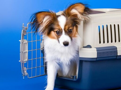 Escape from the cage