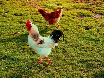 L’insensibilité apparente des poules au charbon