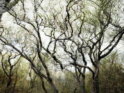 Santeri Tuori, Forest No.20, 2007-11, Pigment print, Edition of 6, 110 x 137.5 cm or 70 x 87.5 cm