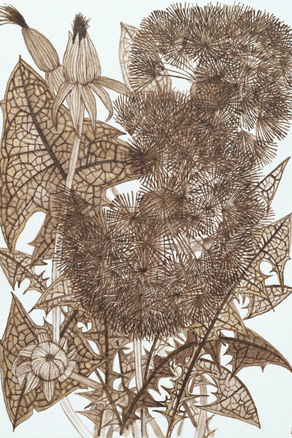 Margot Glass, Dandelions 1 (detail), 2026. Courtesy of Kenise Barnes Fine Art
