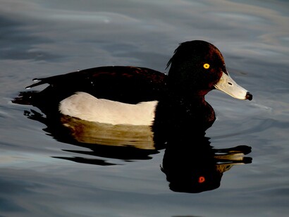 A male Tufted Duck showing green iridescence on its face © Gehan de Silva Wijeyeratne