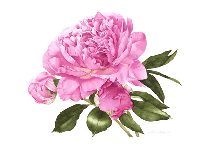 Annie Hughes, Paeonia Officinalis (European Peony), Watercolour on Fabriano 5, 38 x 46 cm