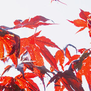 Ralf Peters, Sweets 13 Mo (detail), 2024. Mit freundlicher genehmigung der Bernhard Knaus Fine Art Gallery