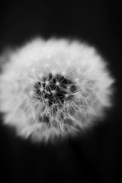 Con dificultad armoniosa, la muchacha tanteaba el césped con las pisadas, sintiendo que volvía a caminar como si no lo hubiese podido hacer desde hacía tiempo