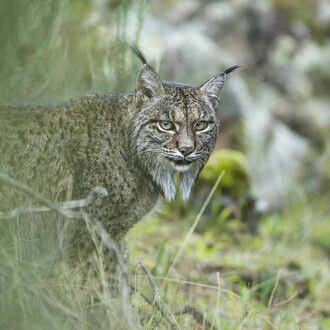 Wildlife Photographer of the Year. Courtesy of La fortezza Firmafede