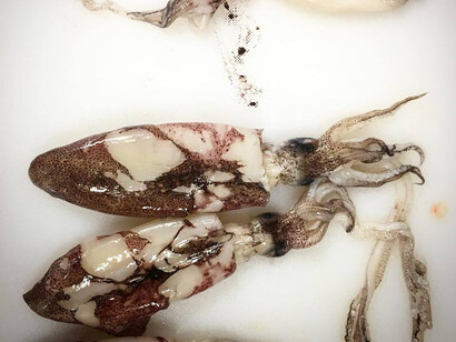 Lu Purpu. Foto di Fabrizio Gaeta