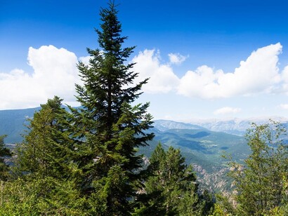 Cedro cercano en un valle