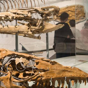 Mosasaur Hall. Courtesy of Royal Belgian Institute of Natural Sciences