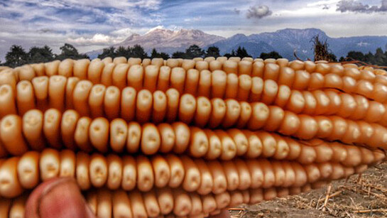 El maíz en Puebla y mujer dormida, Mexico 