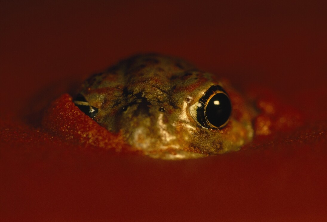 Frans Lanting/National Geographic
Alice Springs Desert Park, Australia
Una rana del deserto (Notaden nichollsi) emerge dalle sabbie rosse del deserto australiano
dopo una rara pioggia.

